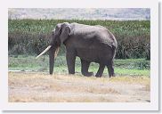 07IntoNgorongoro - 127 * Elephant walking along Gorigor swamp.